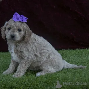 Фото №3. F1 mini goldendoodles готова уйти.  Пуэрто Рико