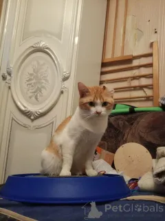 Дополнительные фото: Замечательный котик Пьер Безухов ищет добрый дом!