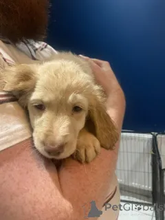 Фото №4. Продажа золотистого ретривера в Желерог заводчик - цена 27830₽