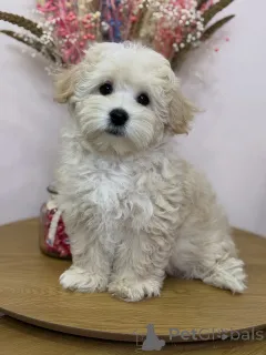 Фото №1. мальтипу - купить в Кальво за договорная. Объявление №158006