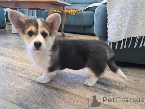 Дополнительные фото: Вельш-корги пемброк триколор