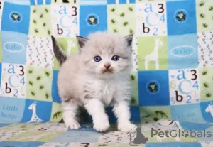 Фото №2 к объявлению №161344 о продаже рэгдолл - купить в Финляндии частное объявление