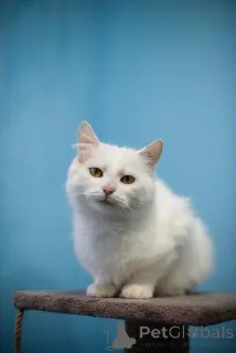 Фото №2 к объявлению №159452 о продаже  - купить в России частное объявление