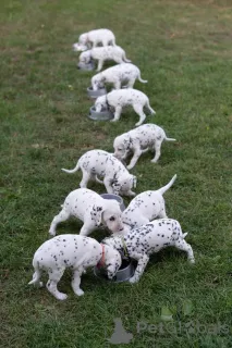 Фото №1. далматин - купить в Вена за договорная. Объявление №157526