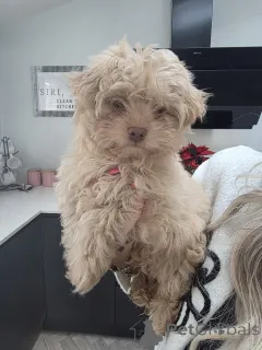 Фото №2 к объявлению №161000 о продаже чихуахуа - купить в Канаде частное объявление