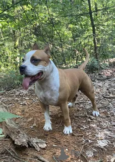 Фото №1. американский мастиф - купить в Беларусь за 18553₽. Объявление №150141