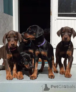 Фото №3. Доберманвельпен.  Германия