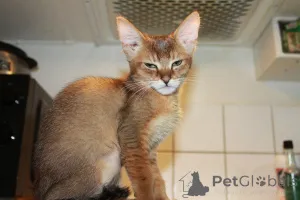 Дополнительные фото: Котята Чаузи