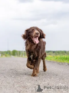 Фото №2 к объявлению №161957 о продаже беспородную - купить в России частное объявление