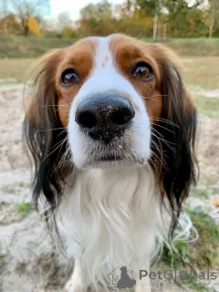 Фото №2 к объявлению №159197 о продаже коикерхондье - купить в Бельгии частное объявление