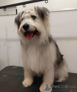 Дополнительные фото: Молодая некрупная собачка Груша ищет дом