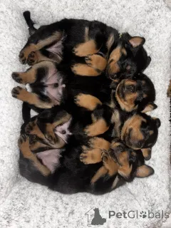 Фото №1. ротвейлер - купить в Бергейм за договорная. Объявление №162362