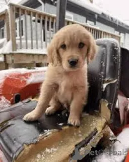 Фото №3. Купля для щенка золотистого ретривера.  Нидерланды