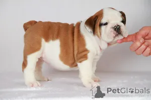 Фото №1. бигль - купить в Центральные Афины за договорная. Объявление №158311