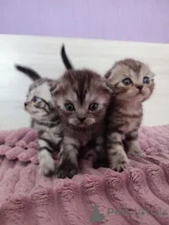 Фото №1. шотландская (скоттиш страйт) - купить в Минске за 5798₽. Объявление №145860