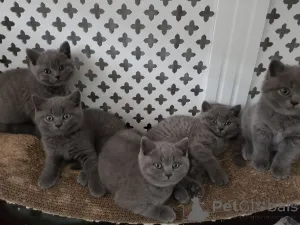 Фото №3. Голубые британские короткошерстные котята. Германия