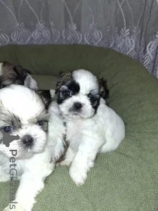 Дополнительные фото: Идеальные щенки Ши-Тцу
