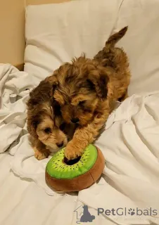 Фото №1. английский кокер-спаниель - купить в Bleialf за 35251₽. Объявление №166925