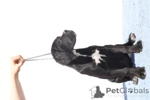 Фото №1. кане-корсо - купить в Buzău за 157704₽. Объявление №140500