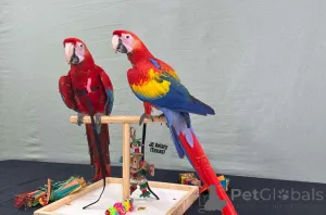 Фото №1.  - купить в Дюссельдорфе за Бесплатно. Объявление №162291