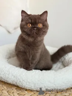 Фото №2 к объявлению №165154 о продаже британская короткошёрстная - купить в Германии частное объявление, заводчик