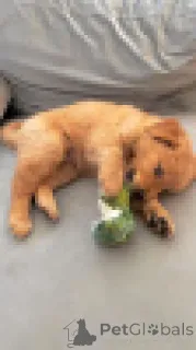 Дополнительные фото: Лабрадор ретривер