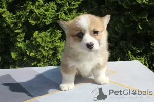 Дополнительные фото: Вельш-корги - пемброк