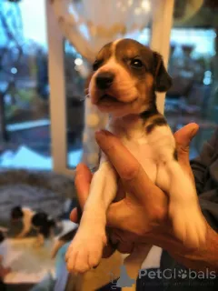 Дополнительные фото: Щеночки русской Гончей.