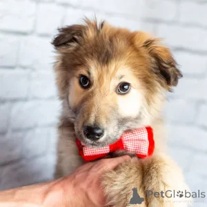 Дополнительные фото: Нежный мальчик Балу ищет свою семью!