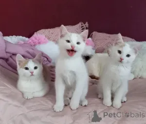 Фото №1. европейская короткошерстная - купить в Зербст за 32468₽. Объявление №150498