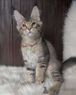 Фото №2 к объявлению №155324 о продаже мейн-кун - купить в Нидерландах частное объявление