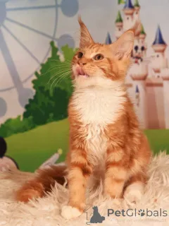 Дополнительные фото: vladi