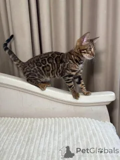 Фото №1. бенгальская - купить в Упсала за 69575₽. Объявление №153261