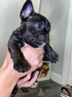 Фото №3. Beautiful French Bulldog puppies.  США