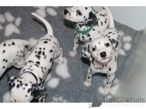 Фото №1. далматин - купить в Бремен за 69575₽. Объявление №161271