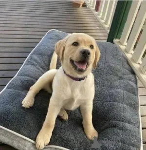 Фото №2 к объявлению №157838 о продаже лабрадор-ретривера - купить в Германии частное объявление