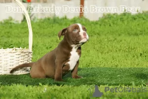 Дополнительные фото: American Bully