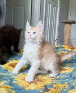 Фото №3. Встречайте Лео, нашего маленького льва с золотым сердцем. Храбрый, любящий и. Бельгия