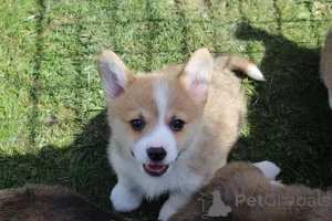 Дополнительные фото: Вельш-корги - пемброк