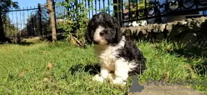 Дополнительные фото: CAVAPOO трехцветный щенок