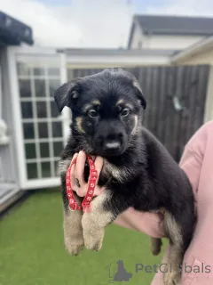 Фото №1. немецкая овчарка - купить в Бауцен за договорная. Объявление №166836