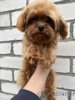 Фото №3. F1 Maltipoo Puppy GIRL.  Украина