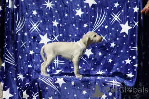 Дополнительные фото: Персидская борзая Салуки