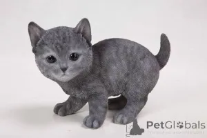 Фото №3. Котята русской голубой породы, дрессированные в домашних условиях.. Чехия