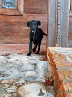 Дополнительные фото: Два чудесных щеночка (девочки) ищут дом!