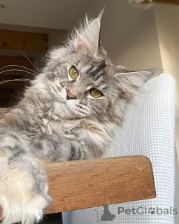 Дополнительные фото: Котенок мейнкун