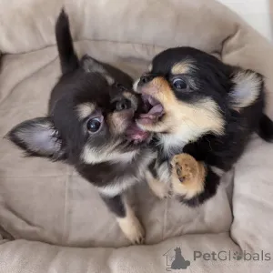 Дополнительные фото: Чихуахуа доступен для усыновления, свяжитесь с WhatsApp Business 447450021323