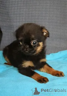 Фото №2 к объявлению №165075 о продаже пти-брабансона - купить в России частное объявление