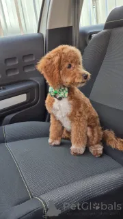 Дополнительные фото: Солозцы красивые щенки для продажи