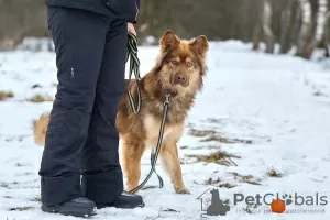 Дополнительные фото: Потрясающий золотой мальчишка Рэд - ищет дом.